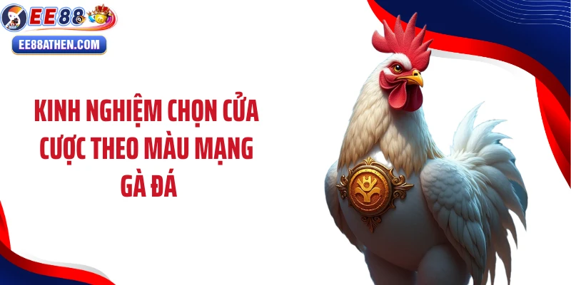 Kinh nghiệm chọn cửa cược theo màu mạng gà đá